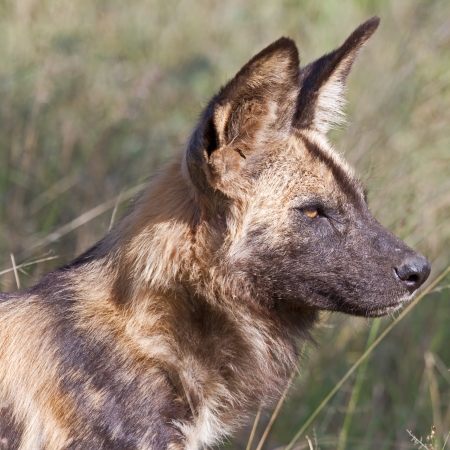 african wild dog being hunted