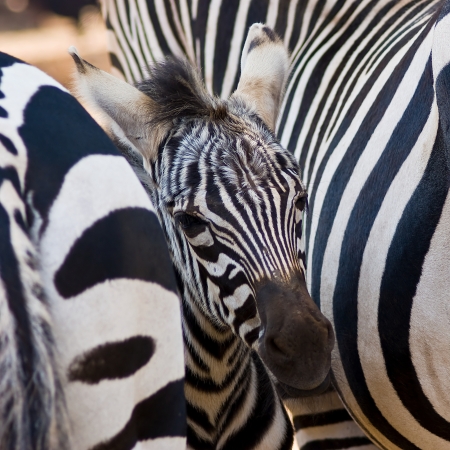 Zebra foal