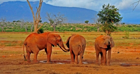The red elephants of Tsavo