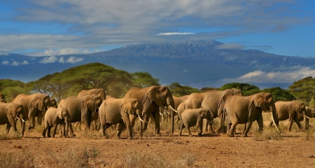 Elephants in Amboseli with Mount Kilimanjaro in the background