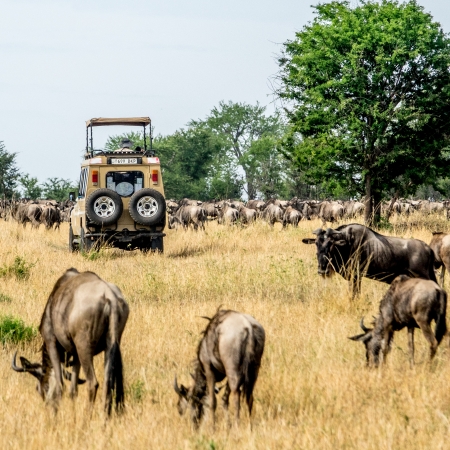 Game Drive in the Serengeti during the Great Migration