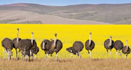 Oudtshoorn - the 'Ostrich Capital'of South Africa