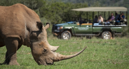 Shamwari Game Drive Experience