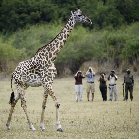 Walking Safari in Zambia's South Luangwa NP