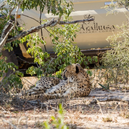 Game Drive in the Sabi Sand Game Reserve