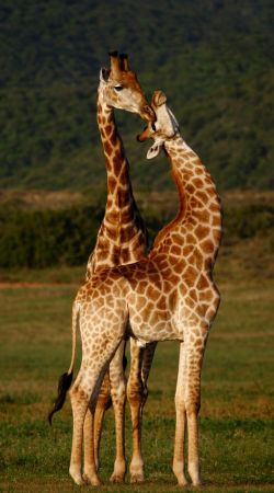 Male and Female giraffes flirting.