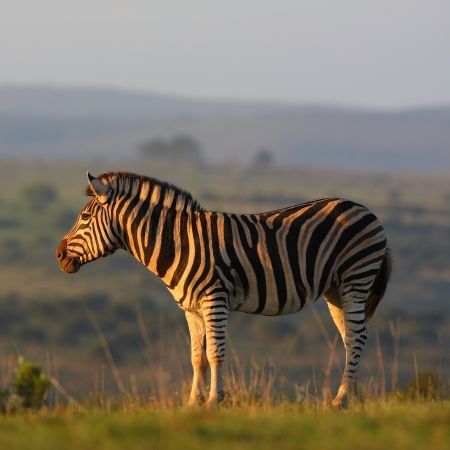 Zebra in the afternoon sun