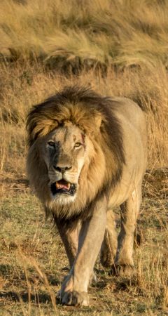 Male Lion