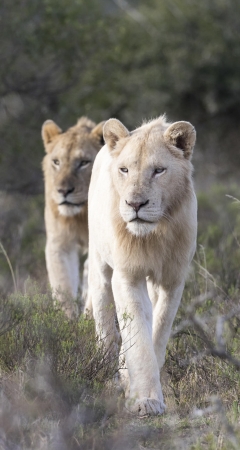 The white lions of Pumba