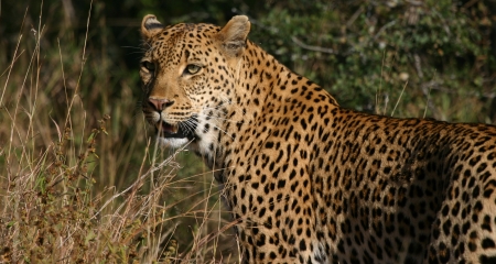 Leopard sighting in the Kruger National Park