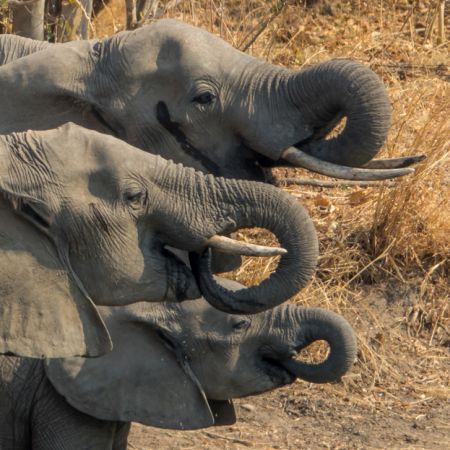 Elephants in Zambia