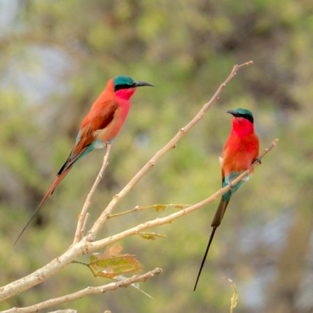 Carmine Bee-Eaters