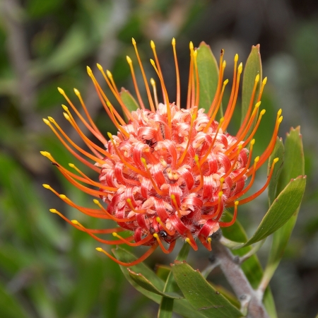 Protea, the National Flower of South Africa