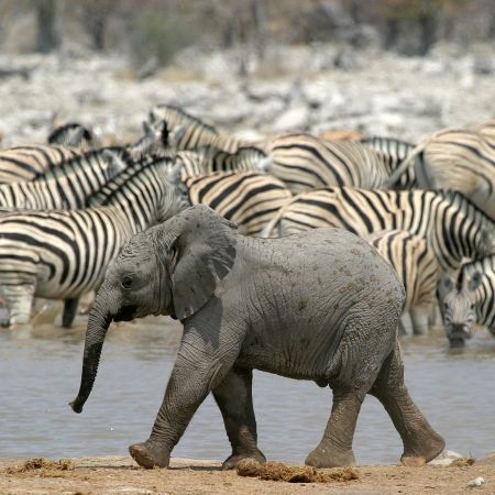 Etosha Waterhole Game Viewing