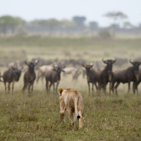 Lion on the prowl towards the wildebeest