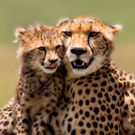 Cheetah and Cub