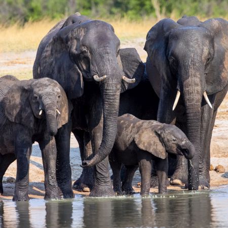 Elephants drinking at Waterhole in Hwangwe