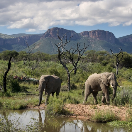 Elephants spotted while out on a game drive