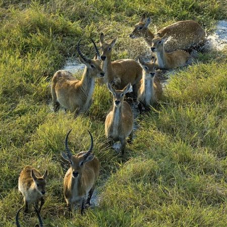 Puku in Busanga Plains