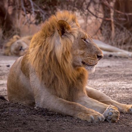 Male Lion