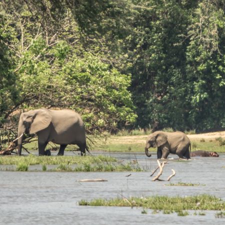 Elephants in the River