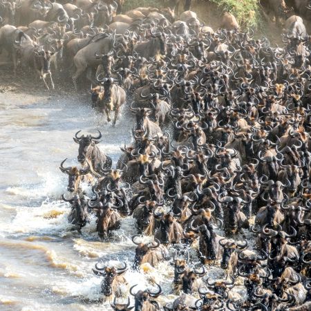 Mara River Crossing