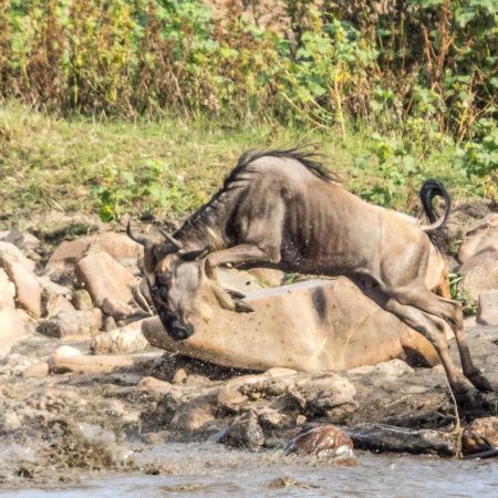 Wildebeest taking a Leap of Faith into the River