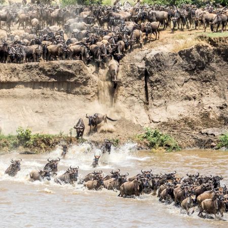 Wildebeest taking a Leap of Faith into the River