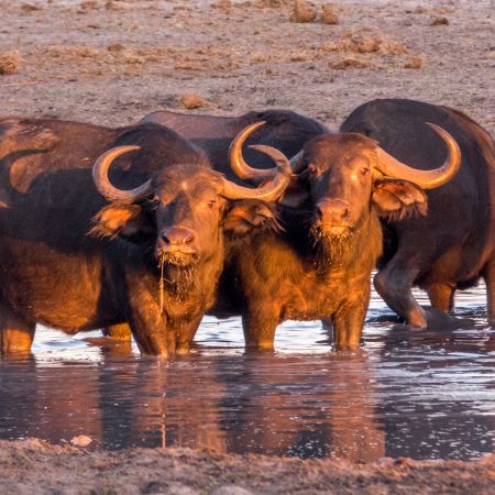 Buffalo in a waterhole at sunset