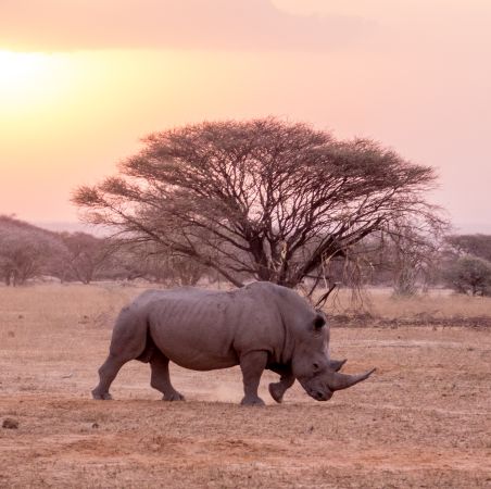 Rhino at Sunset, Marataba, South Africa