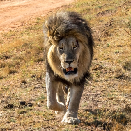 Male lion approaching