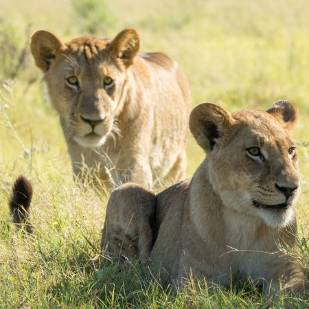 Lions in the Okavango Delta