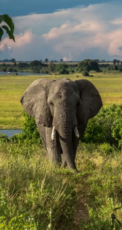 Chobe Elephant