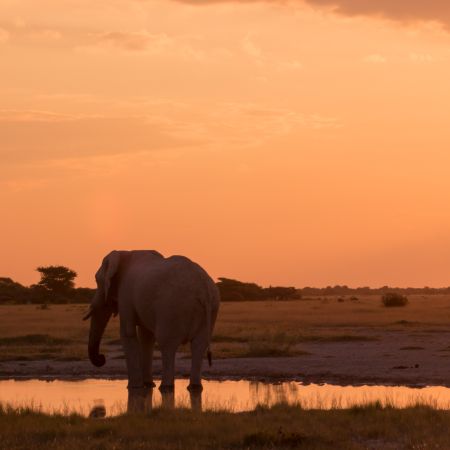 Elephant at Sunset