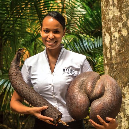 Coco de mer - the world's heaviest nut