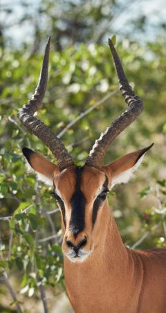 Black Faced Impala