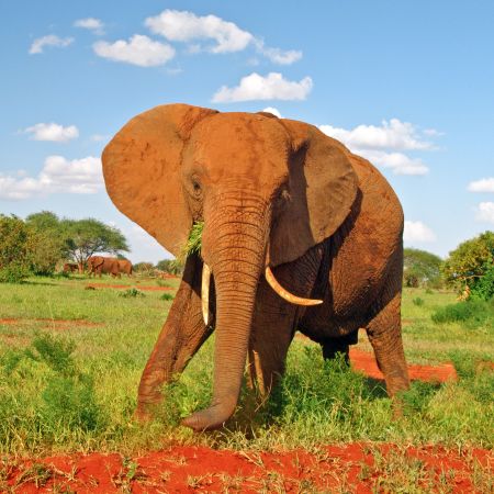 Tsavo Red Elephant