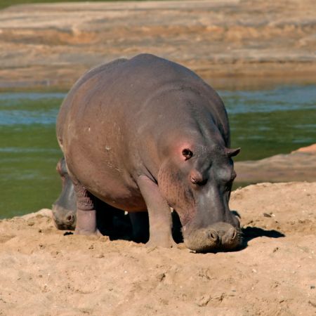 Hippo