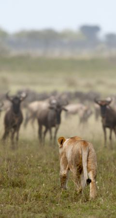 Lion Stalking Wildebeest