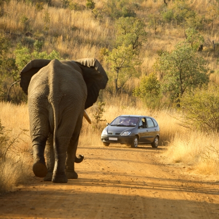 Self-driving in Pilanesberg and meeting an elephant on the road is a thrill!