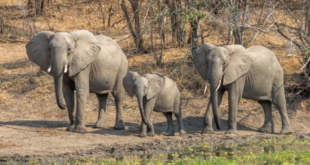 Elephants on the Riverbank