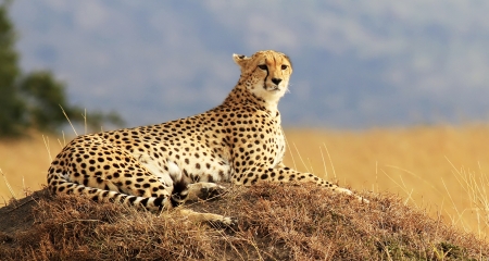 Cheetah in the Masai Mara