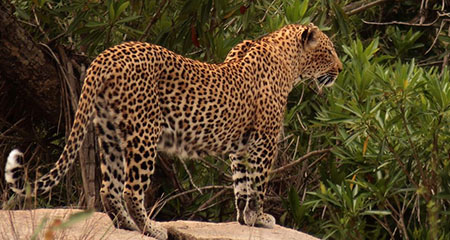 Leopard In Sabi Sands, Greater Kruger