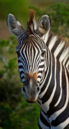 Zebra portrait.