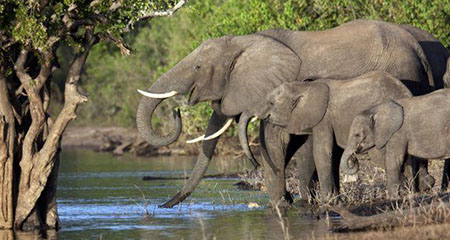 Elephants In Botswana