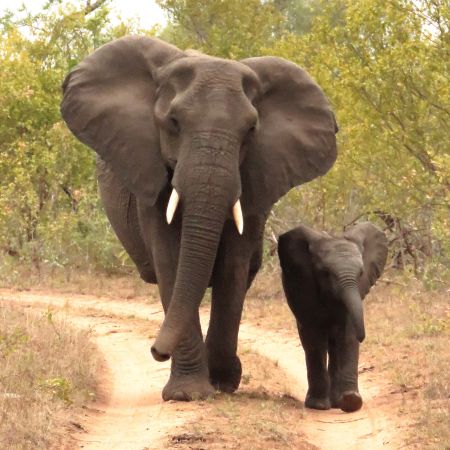 Elephant and Baby Taking a Stroll