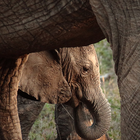 Baby elephant hiding behind mum. Low season South Africa. 