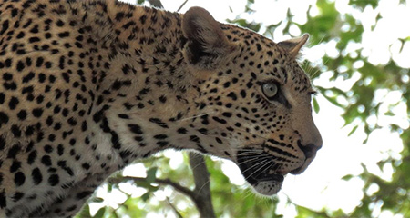 Leopard on the lookout.