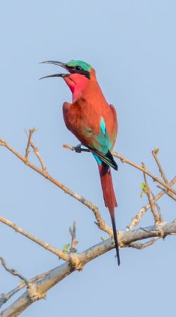 Carmine Bee-Eater