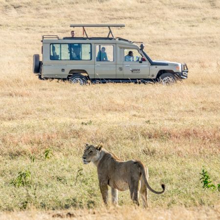 Game Drive Sighting of a Lion